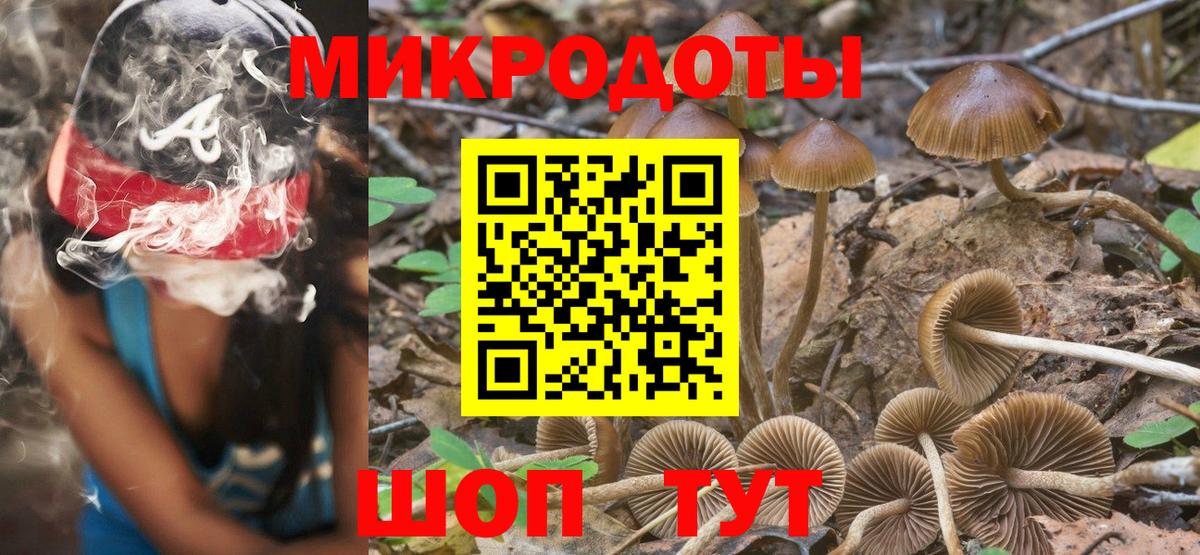 Псилоцибиновые грибы Psilocybe Светлоград